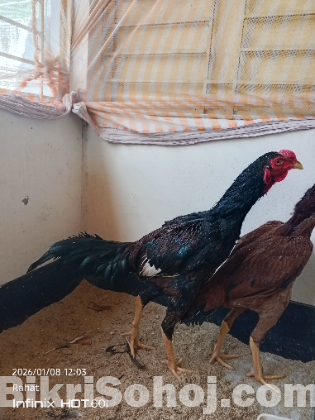 আঁচিল মুরগী ও মোরগ/ ফাইটার